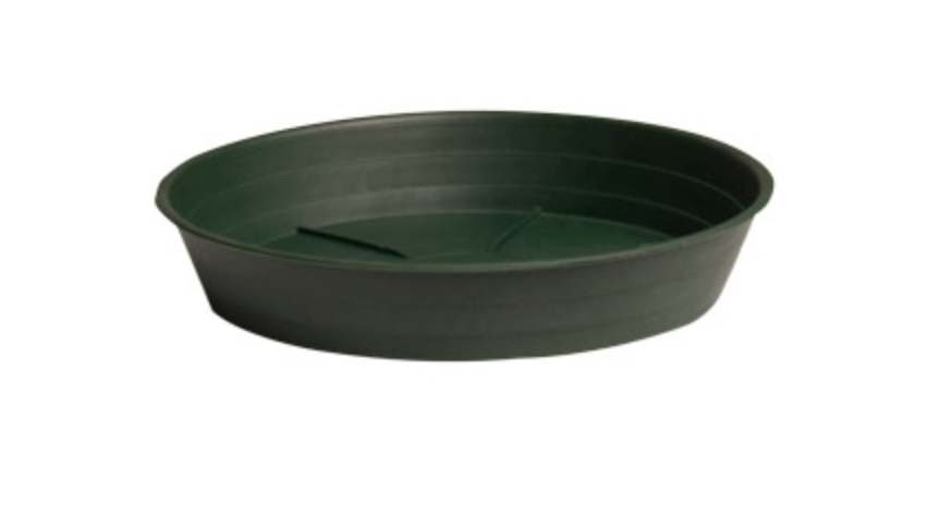 Premium Saucer Green 14"