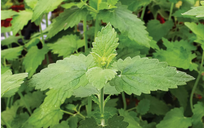 Wetsel Seed Herb, "Catnip" 800mg