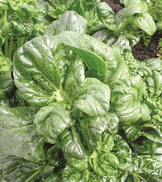 Wetsel Seed Vegetable, "Tatsoi Chinese Cabbage" 4g