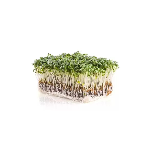 Wetsel Seed Microgreens, "Upland Cress" 3.5g