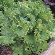 Wetsel Seed Vegetable, "Black Seeded Simpson Lettuce" 3g