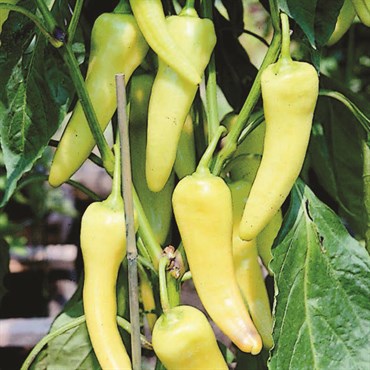 Wetsel Seed Vegetable, "Sweet Banana Peppers" 900mg