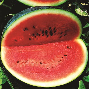 Wetsel Seed Vegetable, "Sugar Baby Watermelon" 3.5g