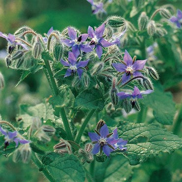 Wetsel Seed Herb, "Borage" 1.35g