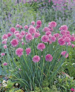 Wetsel Seed Herb, "Chives" 1.35g