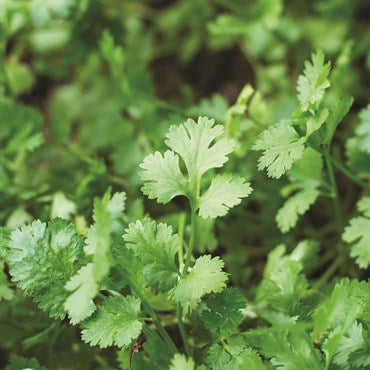 Wetsel Seed Herb, "Coriander" 700mg
