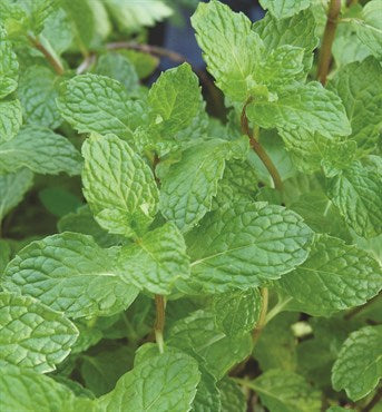 Wetsel Seed Herb, "Peppermint" 1.75mg