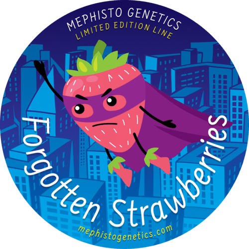 Mephisto Genetics "Forgotten Strawberries" 3pk Autoflower Seeds