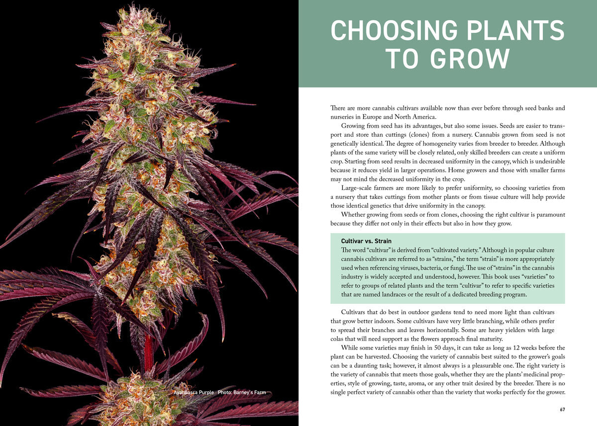 Cannabis Grower's Handbook by Ed Rosenthal