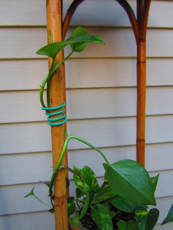 Growers Edge Garden Plant Tie 16ft