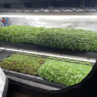 AutoPot Tray2Grow System Microgreens Setup x2 Tray
