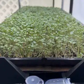 AutoPot Tray2Grow System Microgreens Setup x2 Tray