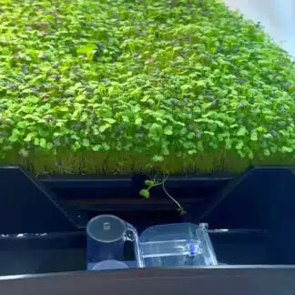 AutoPot Tray2Grow System Microgreens Setup x2 Tray