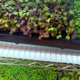 AutoPot Tray2Grow System Microgreens Setup x2 Tray