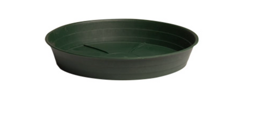 Premium Saucer Green 12"