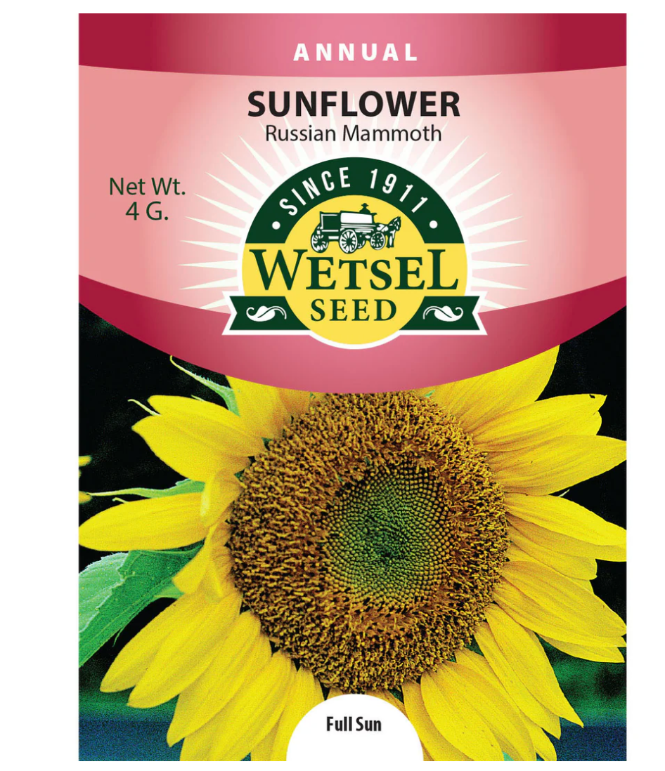 Wetsel Seed Annual, "Russian Mammoth Sunflower" 4g