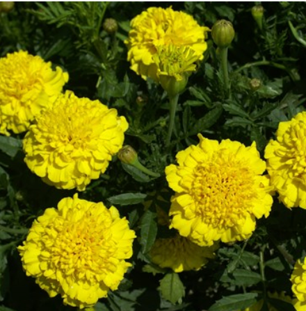 Wetsel Seed Annual, "Lemon Drop Marigold" 280mg