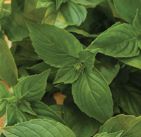 Wetsel Seed Herb, "Lemon Balm" 800mg