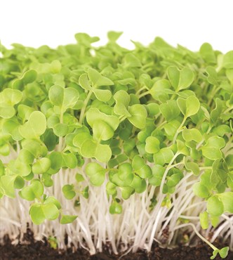 Wetsel Seed Vegetable, "Mustard Mizuna" 4g