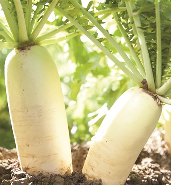 Wetsel Seed Vegetable, "Daikon Radish" 4g