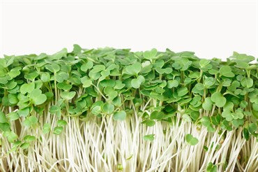 Wetsel Seed Microgreens, "Arugula" 800mg