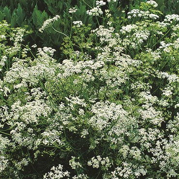 Wetsel Seed Herb, "Caraway" 1.35g