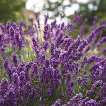 Wetsel Seed Herb, "English True Lavender" 280mg