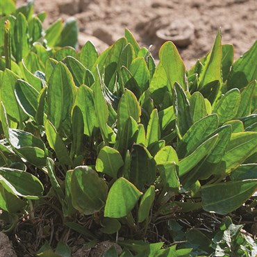 Wetsel Seed Herb, "Sorrel" 800mg