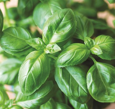 Wetsel Seed Herb, "Sweet Basil" 1.35g
