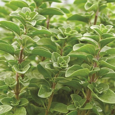 Wetsel Seed Herb, "Sweet Marjoram" 175mg