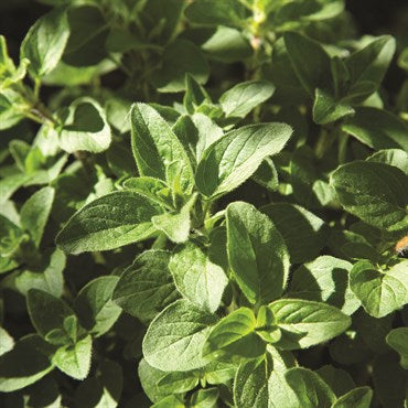 Wetsel Seed Herb, "Vulgare Oregano" 175mg