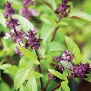 Wetsel Seed Herb, "Thai Basil" 800mg