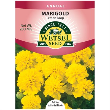 Wetsel Seed Annual, "Lemon Drop Marigold" 280mg