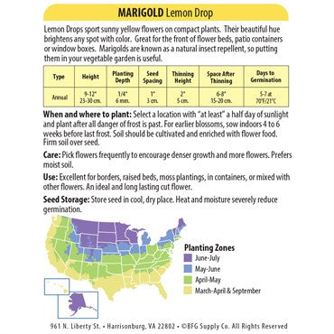 Wetsel Seed Annual, "Lemon Drop Marigold" 280mg
