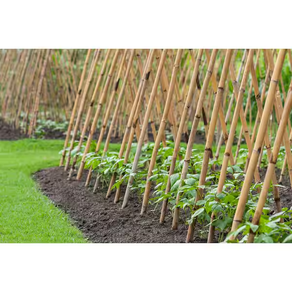 Grow It 6' 25ct Bamboo Stakes