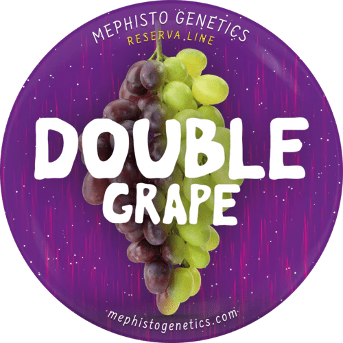 Mephisto Genetics "Double Grape" 3pk Autoflower Seeds