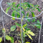 Grower's Edge 42" 4 Ring Tomato Cage