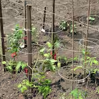 Grower's Edge 42" 4 Ring Tomato Cage