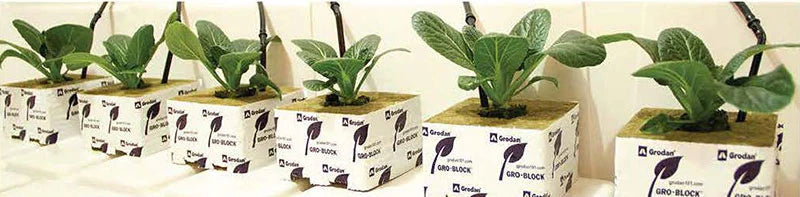 Grodan Gro Block 6in