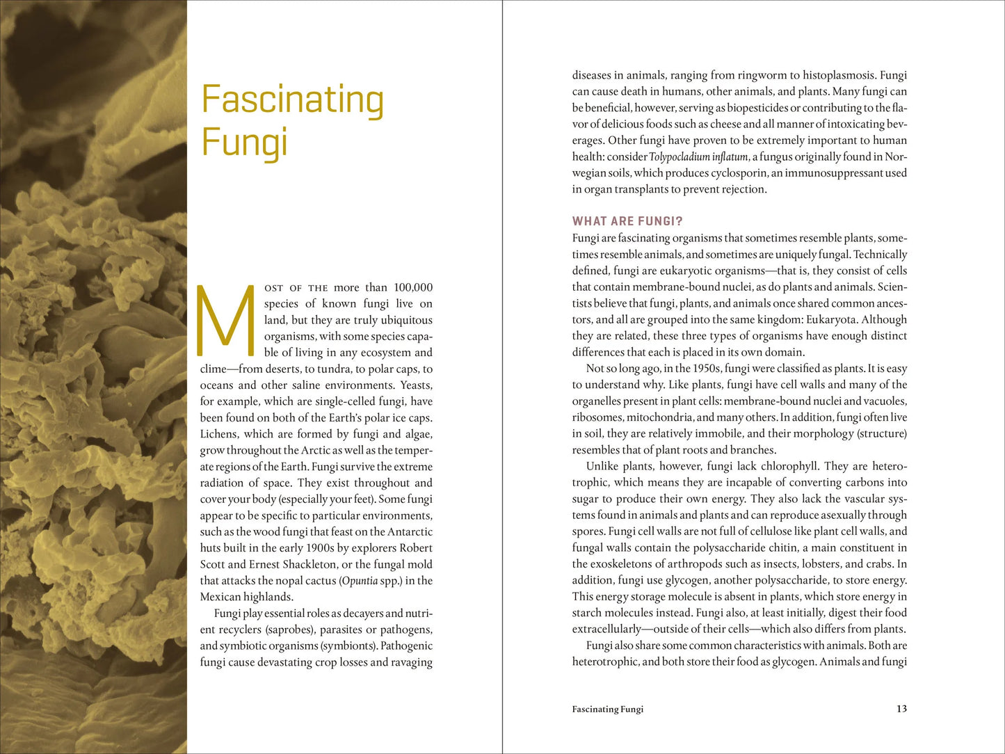 Teaming with Fungi by Jeff Lowenfels