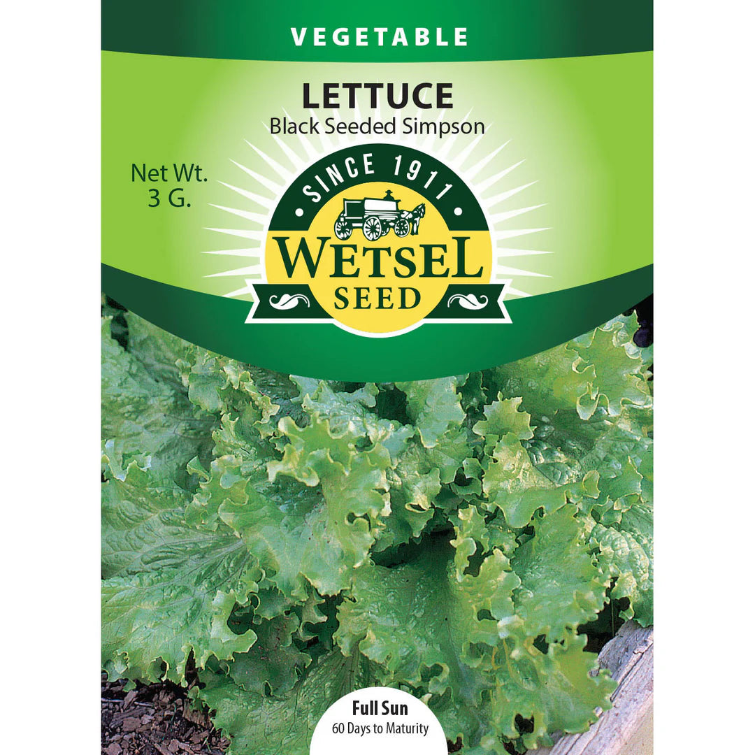 Wetsel Seed Vegetable, "Black Seeded Simpson Lettuce" 3g