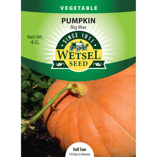 Wetsel Seed Vegetable, "Big Max Pumpkin" 4.5g